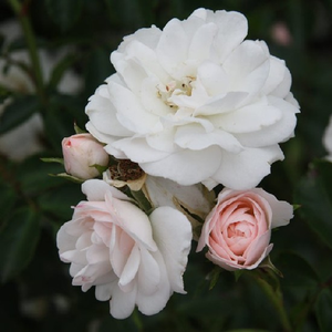 Sümeg - trandafiri - www.ioanarose.ro